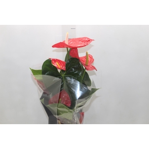 ANTHURIUM OREGON P17 VERMELHO PREMIUM