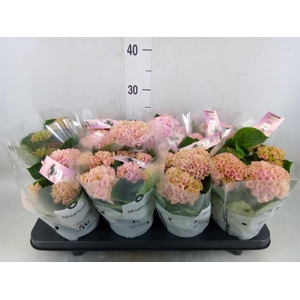 Hydrangea mac. 'Magical Revolution'