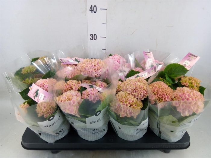 <h4>Hydrangea mac. 'Magical Revolution'</h4>