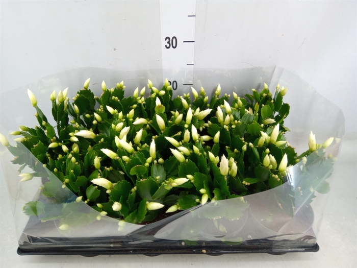 <h4>Schlumbergera   ...</h4>