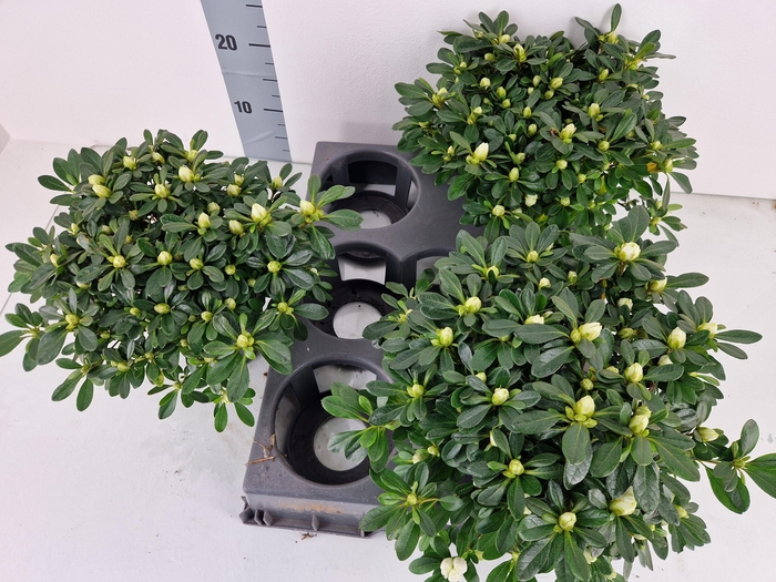 <h4>RHODO SI OV</h4>