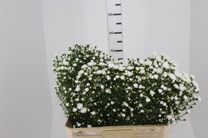 <h4>ASTER MARIANA 070 CM</h4>
