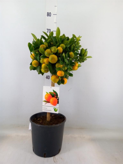 <h4>Citrus   ...</h4>