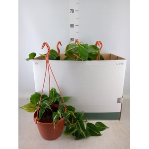 Philodendron scand. 'Brasil'