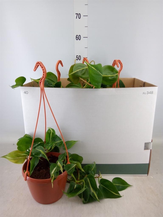 <h4>Philodendron scand. 'Brasil'</h4>