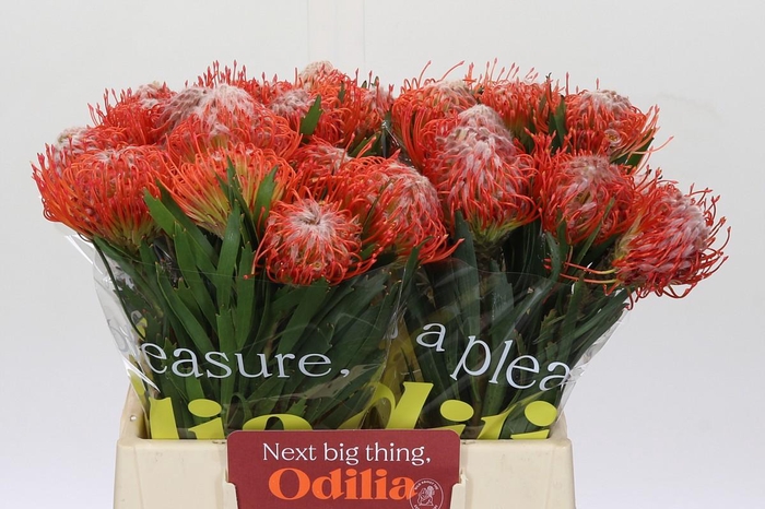 <h4>Nutans Tango</h4>