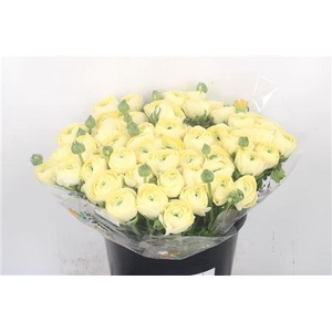 Ran.. I Su Commedia X50