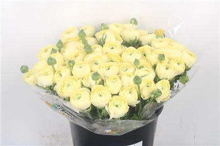 <h4>Ran.. I Su Commedia X50</h4>