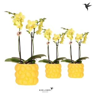 Kolibri Orchids Phalaenopsis yellow 2 spike in Citrus pot yellow
