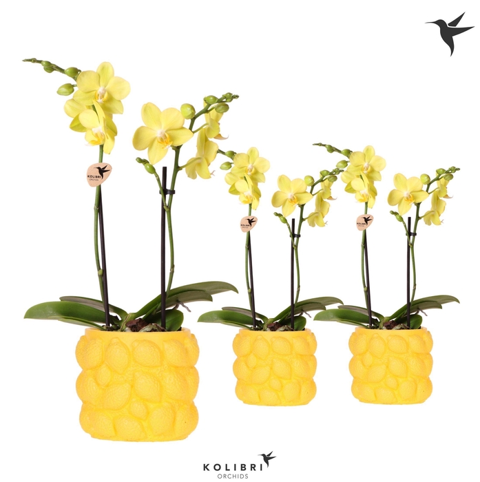<h4>Kolibri Orchids Phalaenopsis yellow 2 spike in Citrus pot yellow</h4>
