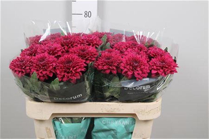 <h4>Chr G Pip Cherry</h4>