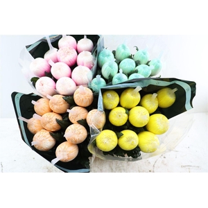 Chr G Kbh Antonov Spring Mix