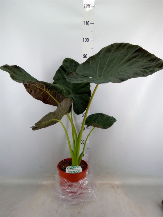 <h4>Alocasia  'Regal Shields'</h4>