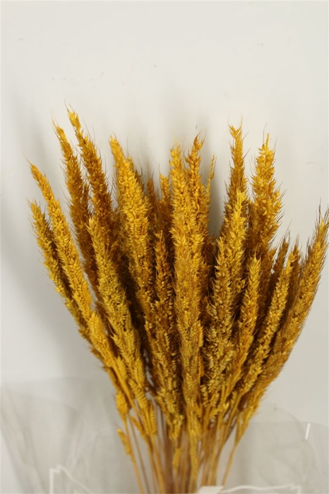 Dried Pinion Grass Yellow Bunch