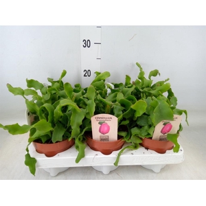 Epiphyllum guatem. var. monstrosa