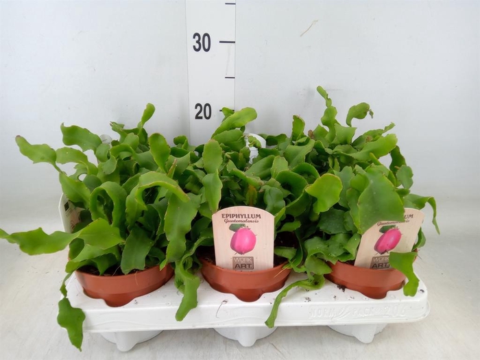 <h4>Epiphyllum guatem. var. monstrosa</h4>