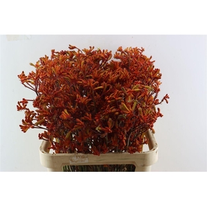 Anigoz Orange Velvet