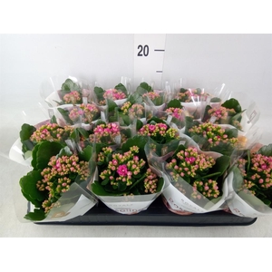 Kalanchoe blos. 'RosDon Victorio'