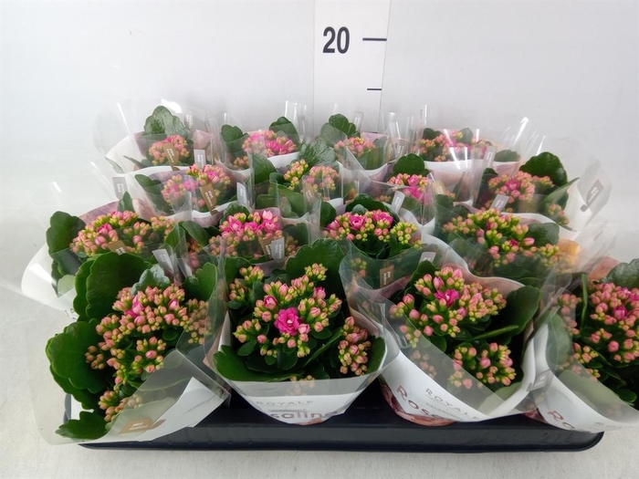 <h4>Kalanchoe blos. 'RosDon Victorio'</h4>