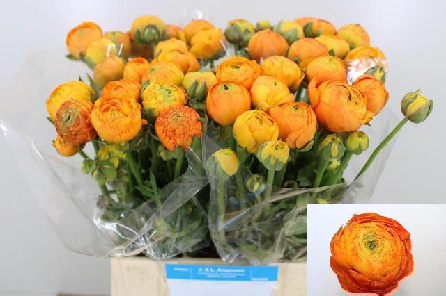 <h4>RAN AAZUR ORANGE</h4>