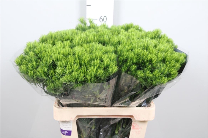 <h4>Dianthus Br Kiwi Mellow</h4>