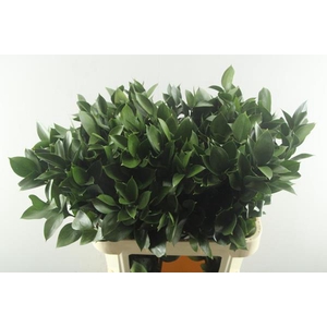 Deco Gr Ruscus Hypo(grof)l 80