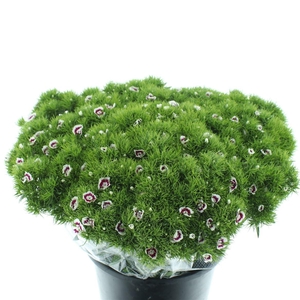 Di Barb White Purple Super