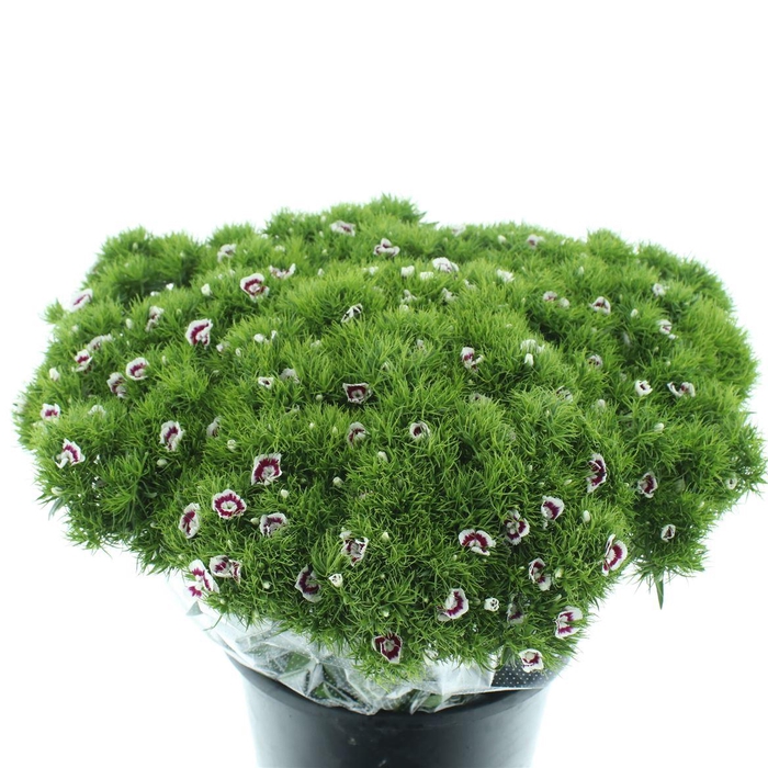 <h4>Di Barb White Purple Super</h4>