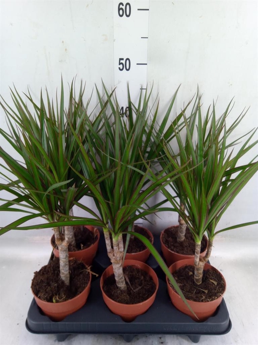 <h4>Dracaena marg.</h4>