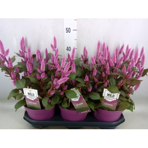 Celosia arg. SP 'Wild Pink'