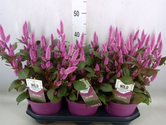 <h4>Celosia arg. SP 'Wild Pink'</h4>