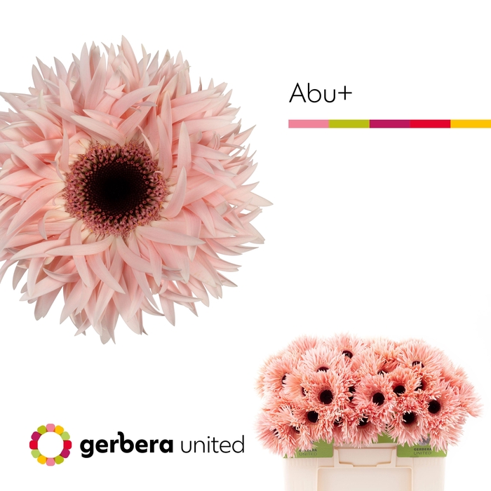 <h4>Gerbera Spider Abu Water</h4>