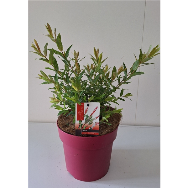 <h4>Flamingo bush P19</h4>