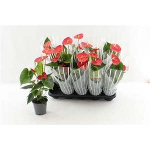 ** Anthu An Esudo 3+ * Spring Deal*