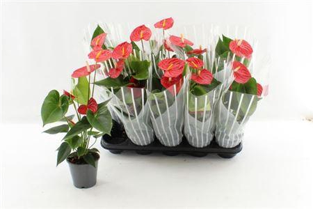 <h4>Anthu An Esudo 3+</h4>