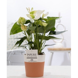 Anthurium white (Elido) in P&PURE Terra Cotta 4 white