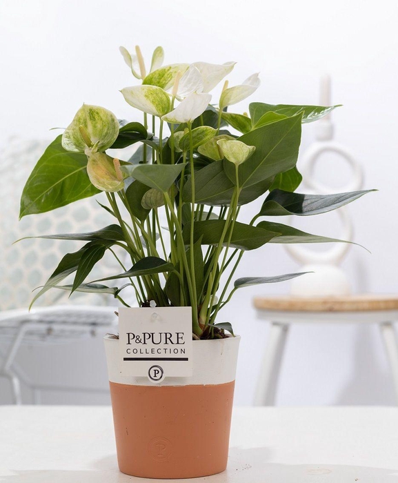 <h4>Anthurium white (Elido) in P&PURE Terra Cotta 4 white</h4>