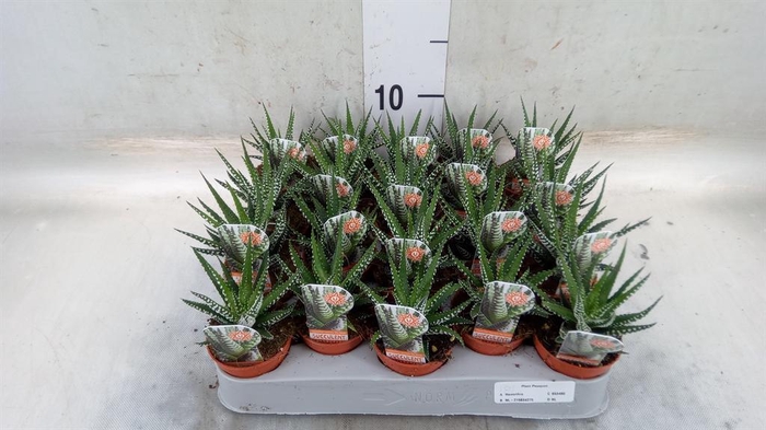 <h4>Haworthia fasciata 'Big Band'</h4>