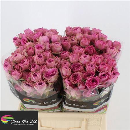 <h4>R Tr Pink Bijoux</h4>