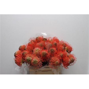 Leuco Ayoba Pink Guava