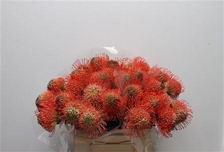 <h4>Leuco Ayoba Pink Guava</h4>