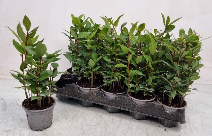 <h4>LAU NOBILIS</h4>