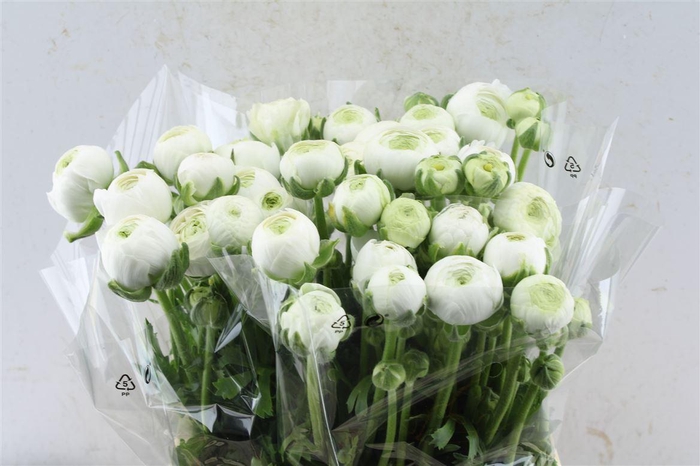 <h4>Ran Aazur White</h4>