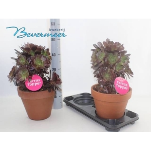 AEONIUM AB VELOURS