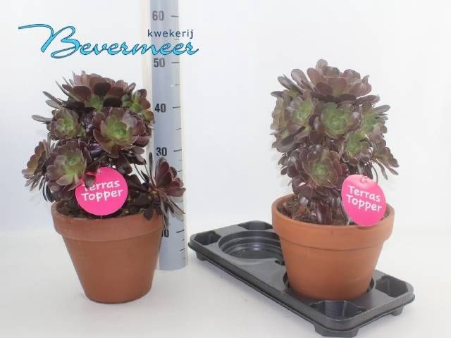 <h4>AEONIUM AB VELOURS</h4>
