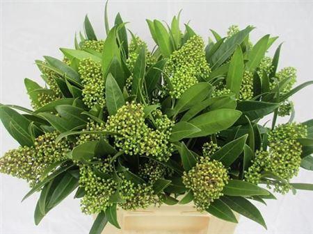 <h4>Skim C Kew Green Bs</h4>