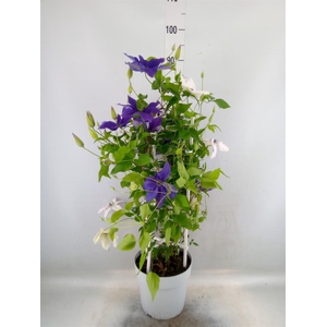Clematis   ...