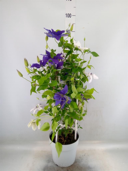 <h4>Clematis   ...</h4>