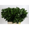 Ruscus Hypophyllum