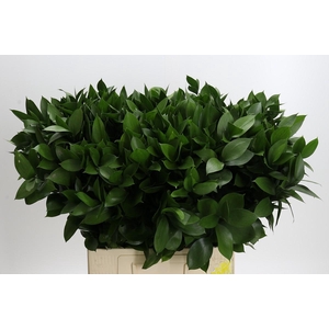 Ruscus Hypophyllum